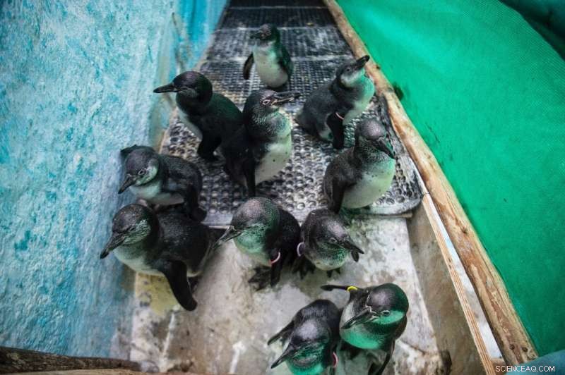 Peru Oil Spill: Rescue and Rehabilitation of Affected Sea Birds