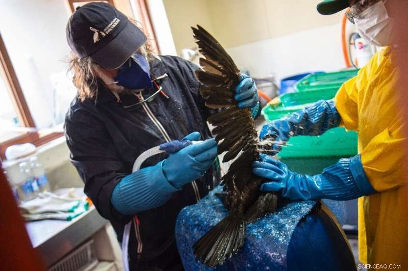 Peru Oil Spill: Rescue and Rehabilitation of Affected Sea Birds