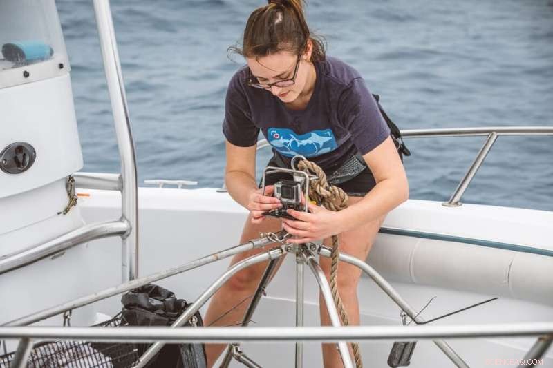 Belize Extends Shark Protection Following Population Decline Findings