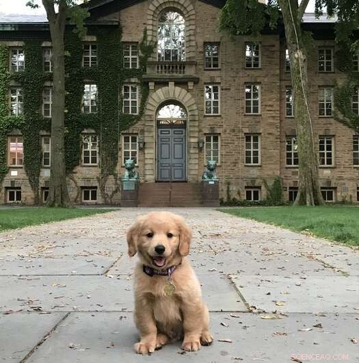 Dog Lifespan: Understanding Factors & Research Insights