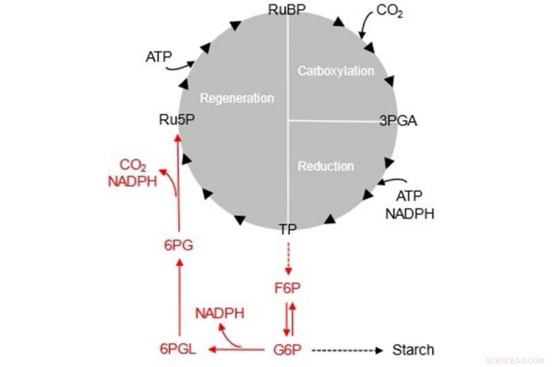 Calvin-Benson Cycle: New Insights into Photosynthesis