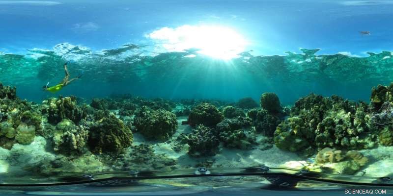 Decoding Coral Reefs: New Insights from Taste and Smell