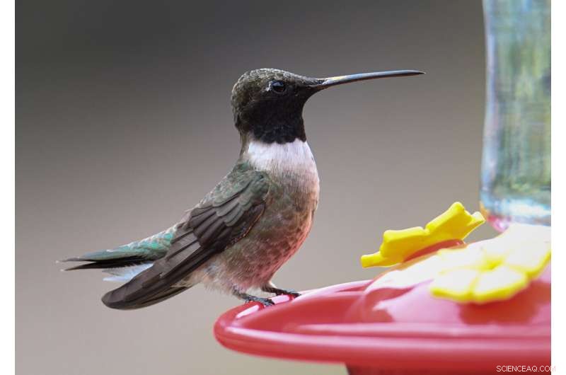 Hummingbird Thermoregulation: Uncovering the Nuances of Torpor