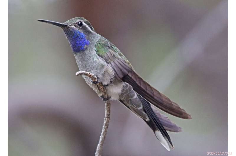 Hummingbird Thermoregulation: Uncovering the Nuances of Torpor