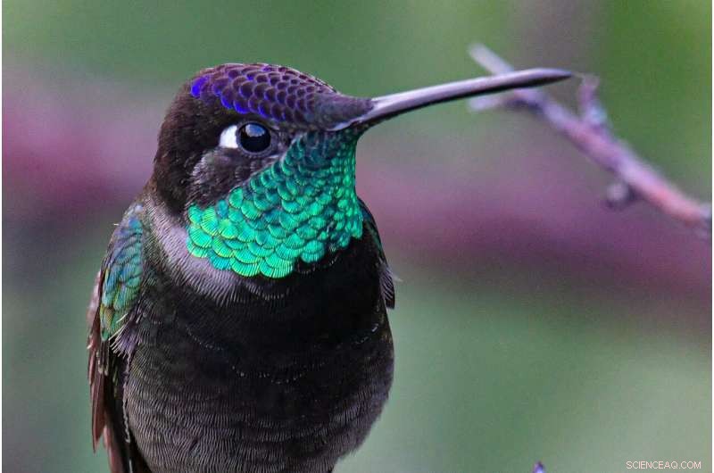 Hummingbird Thermoregulation: Uncovering the Nuances of Torpor