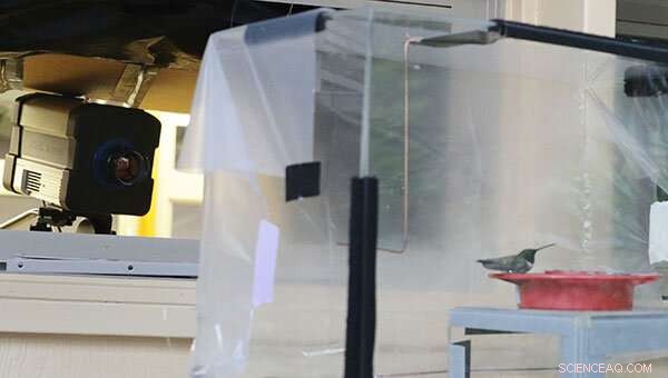 Hummingbird Thermoregulation: Uncovering the Nuances of Torpor