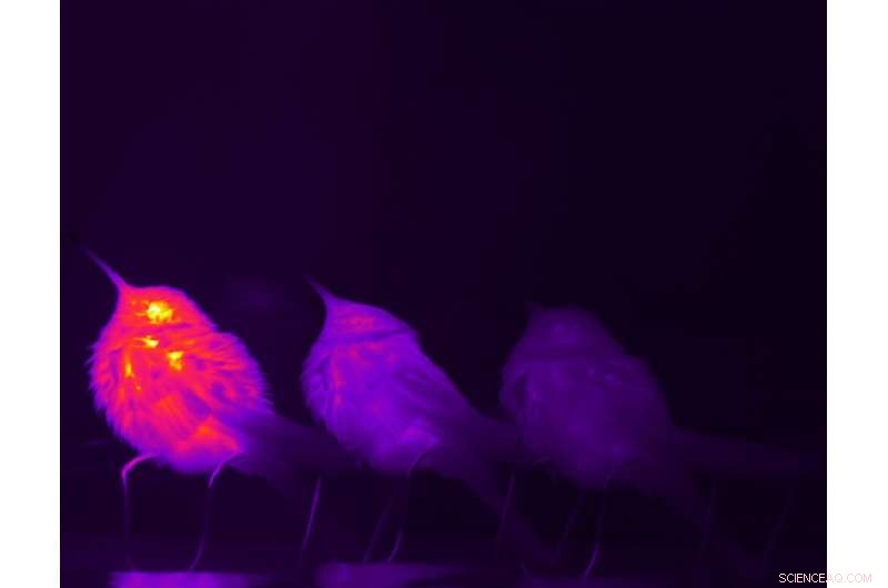Hummingbird Thermoregulation: Uncovering the Nuances of Torpor