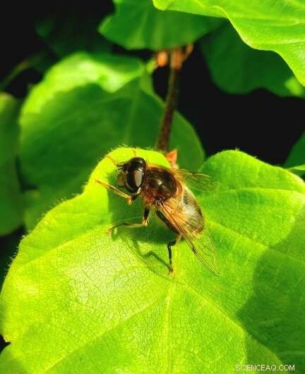 Insect Conservation Crisis: UK Policies Failing to Protect Key Species