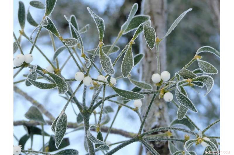 European Mistletoe Genome Research: Unlocking Plant Secrets for Agriculture & Medicine