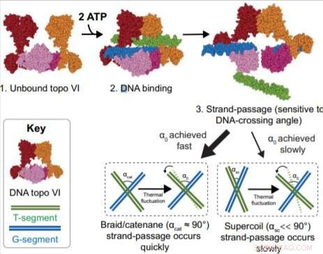 DNA Topoisomerase VI: A Key to Novel Antimalarial Drug Discovery