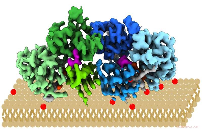 Researchers Reveal First 3D Structure of Mon1/Ccz1 Regulator Protein Complex