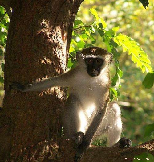Monkey Social Behavior: Why They Don t Isolate Sick Individuals