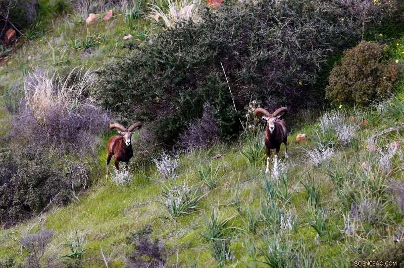Cyprus Buffer Zone: Wildlife Recovery as a Symbol of Hope