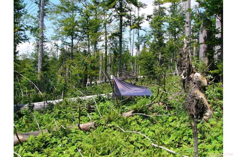 Insect DNA Metabarcoding for Forest Health Assessment