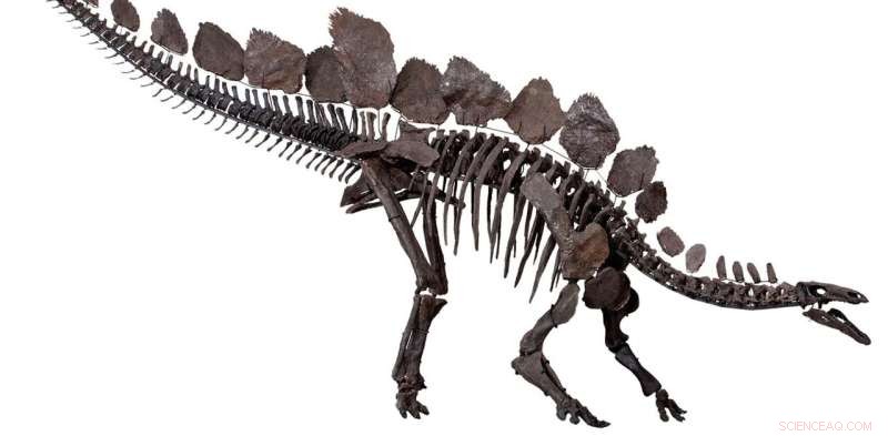 Uncovering Dinosaur Sex Differences: New Research Techniques