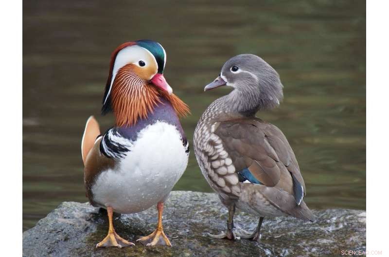 Uncovering Dinosaur Sex Differences: New Research Techniques