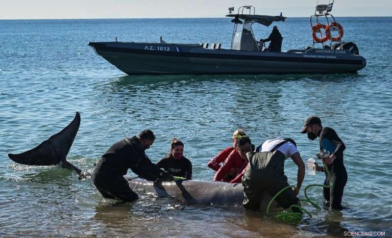 Dead Whale Found on Greek Island After Rescue Efforts