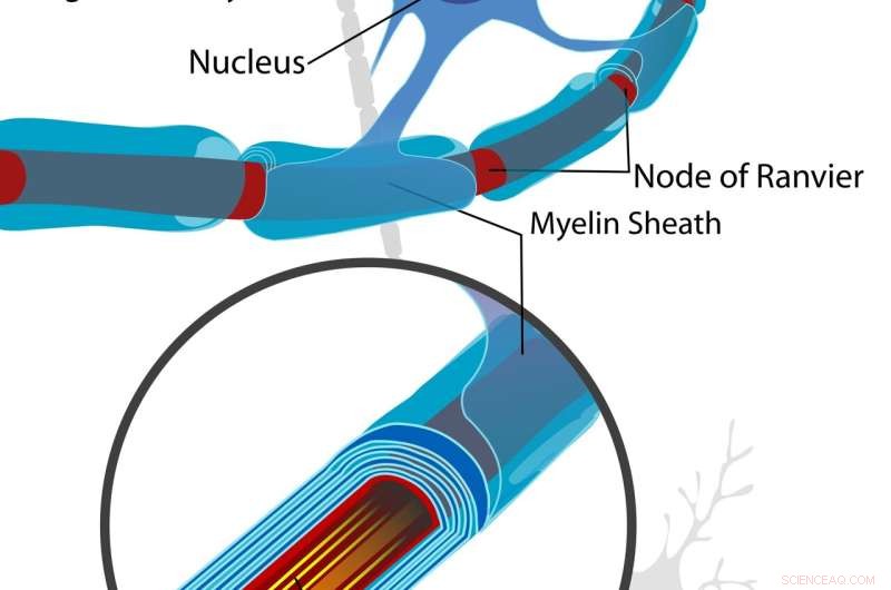 The Viral Origins of Myelin: A Breakthrough in Understanding Brain Development