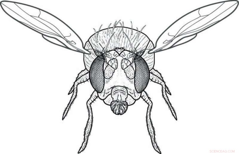 UC San Diego Scientists Map Fruit Fly Olfactory System for Enhanced Understanding