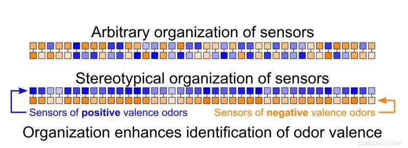 UC San Diego Scientists Map Fruit Fly Olfactory System for Enhanced Understanding