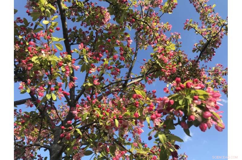 UK Spring Forward: Climate Change Impacts on UK Plant Blooming