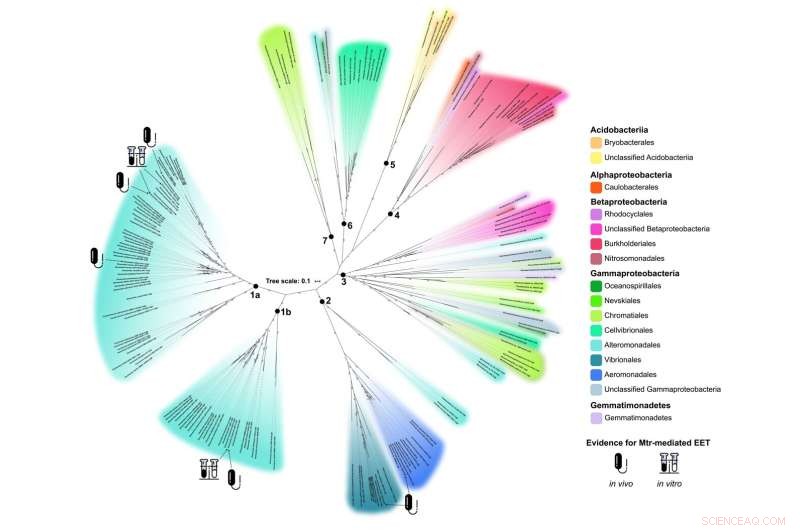 Microbial Electrical Connections: A Novel Pathway for Growth & Energy