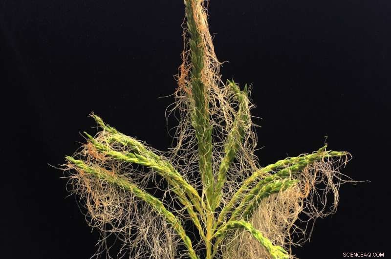 Decoding Flower Formation: Genes and the Evolution of Floral Diversity