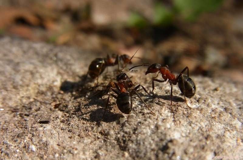 Ant Biodiversity & Tropical Agriculture: Conservation Strategies