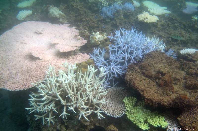 Paris Agreement Insufficient to Save Coral Reefs: New Study