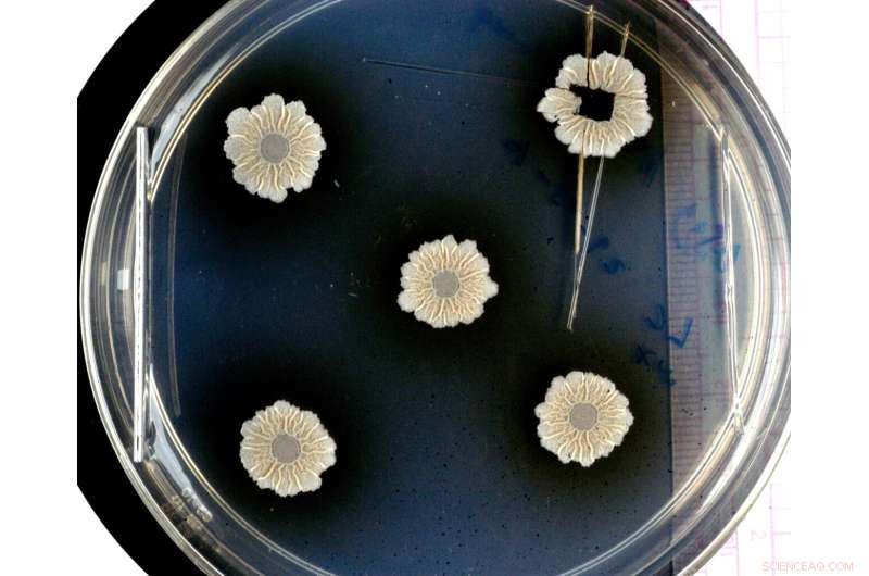 Biofilms: Understanding Microbial Communities and Their Impact