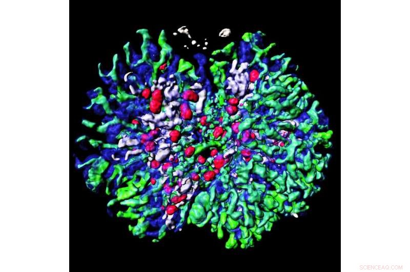 Lab-Grown 3D Kidney Tissue from Mouse Stem Cells – A Breakthrough in Kidney Research