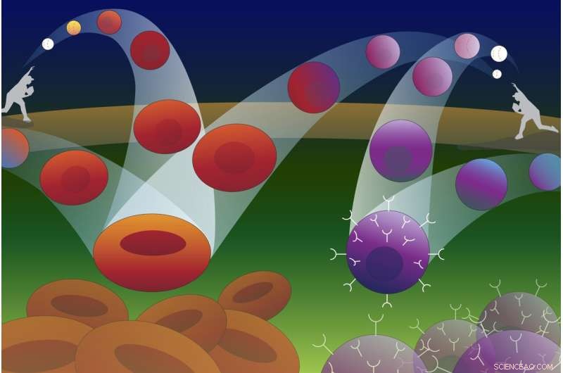 Computational Tool Predicts Cell Fates and Responses to Genetic Changes