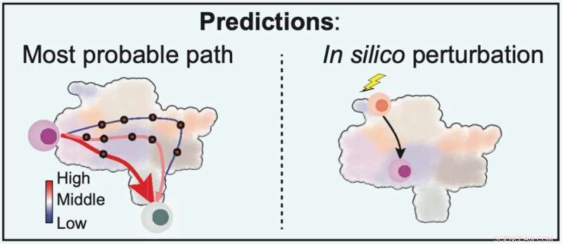 Computational Tool Predicts Cell Fates and Responses to Genetic Changes