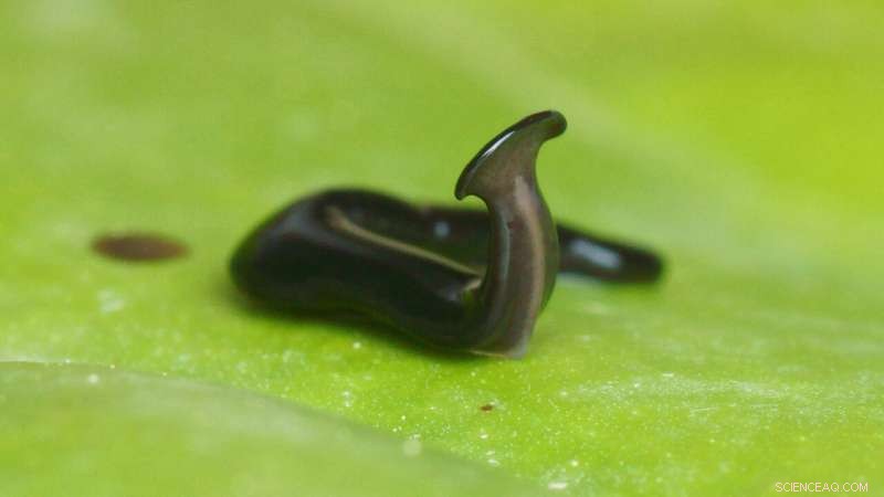 New Invasive Hammerhead Flatworm Species Detected in Europe and Africa
