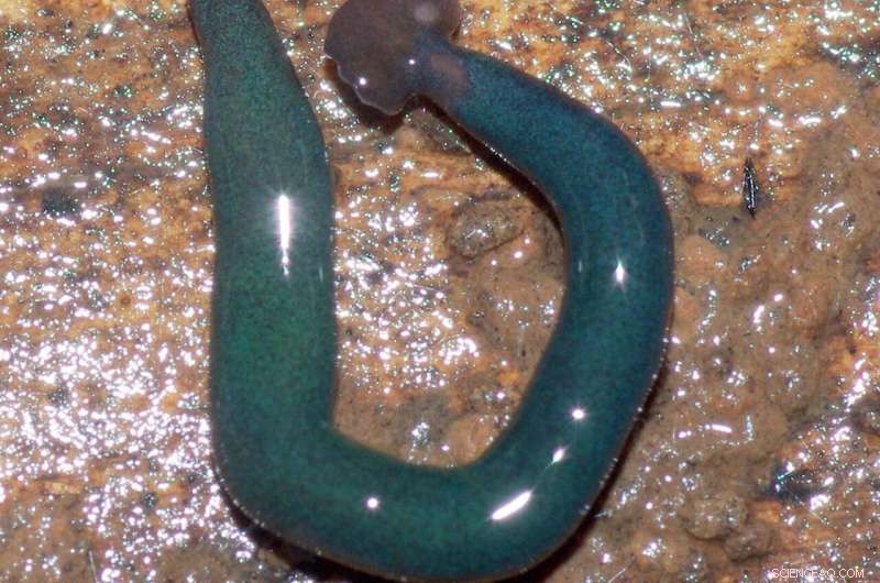 New Invasive Hammerhead Flatworm Species Detected in Europe and Africa