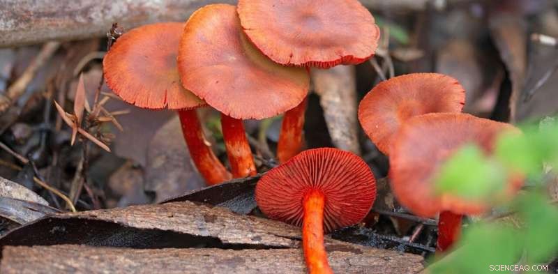 Mycorrhizae: Exploring the Fascinating Partnership Between Trees and Fungi