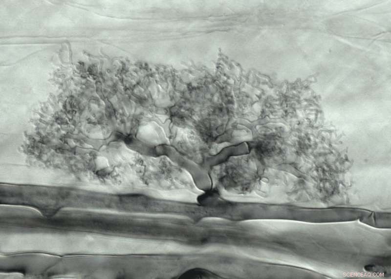 Mycorrhizae: Exploring the Fascinating Partnership Between Trees and Fungi