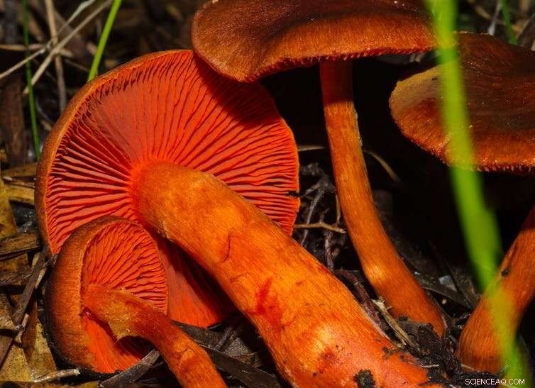 Mycorrhizae: Exploring the Fascinating Partnership Between Trees and Fungi