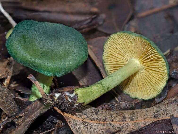 Mycorrhizae: Exploring the Fascinating Partnership Between Trees and Fungi