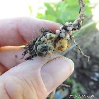 Crop Rotation Benefits: Enhance Soil Health & Lower Fertilizer Costs