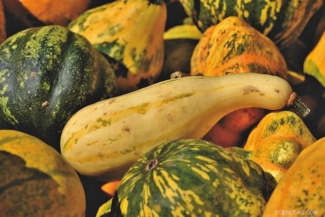Cover Crops for Squash: Natural Pathogen Control & Soil Health