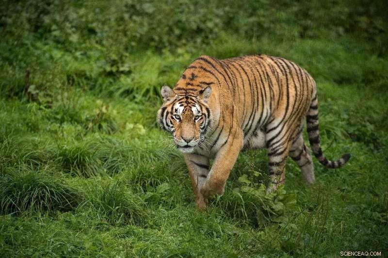 South Africa Tiger Exports: Concerns Grow Over Breeding Industry