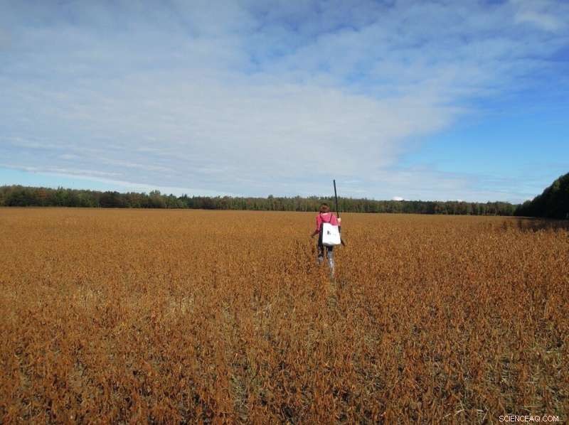 Soybean Stem & Root Rot: Declining Resistance Threatens Canadian Production