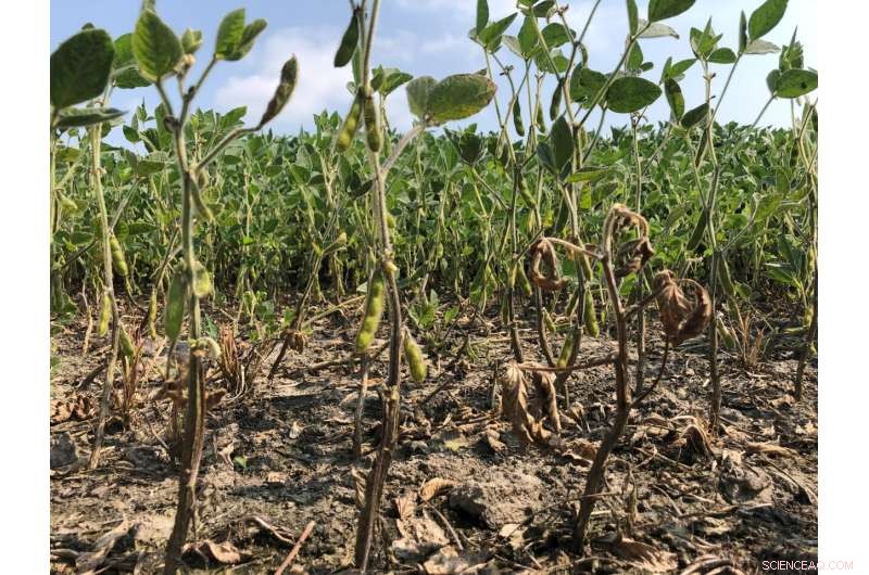 Soybean Stem & Root Rot: Declining Resistance Threatens Canadian Production