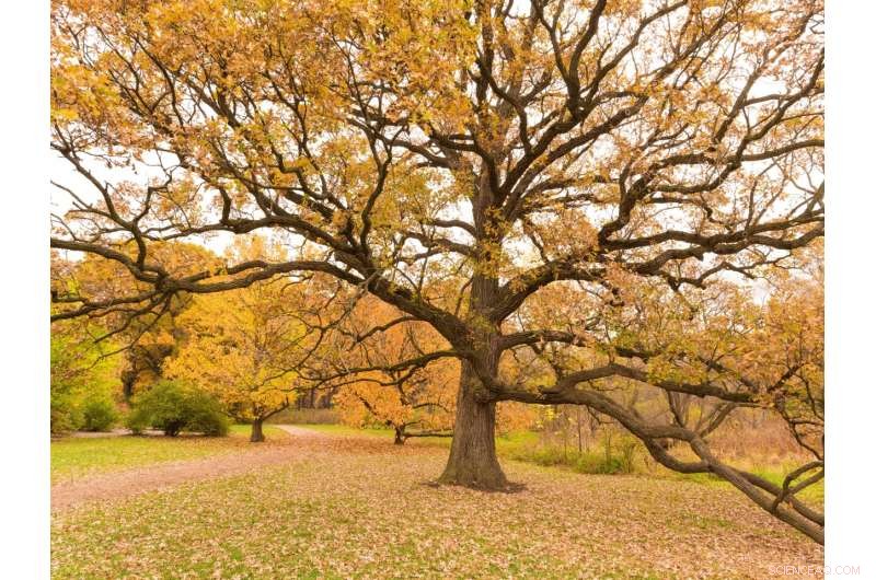 Ancient Trees: Key to Forest Resilience in a Changing Climate