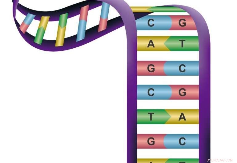 DNA-Guided Assembly of Organized Gel Structures - OIST Research