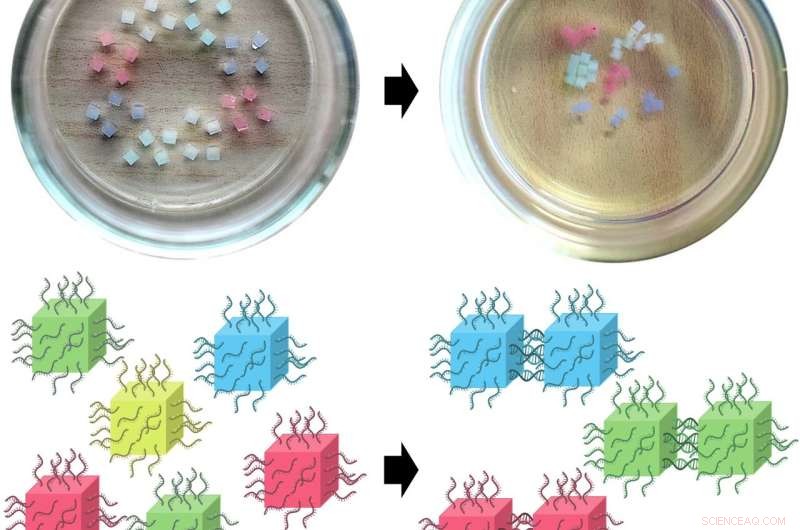 DNA-Guided Assembly of Organized Gel Structures - OIST Research