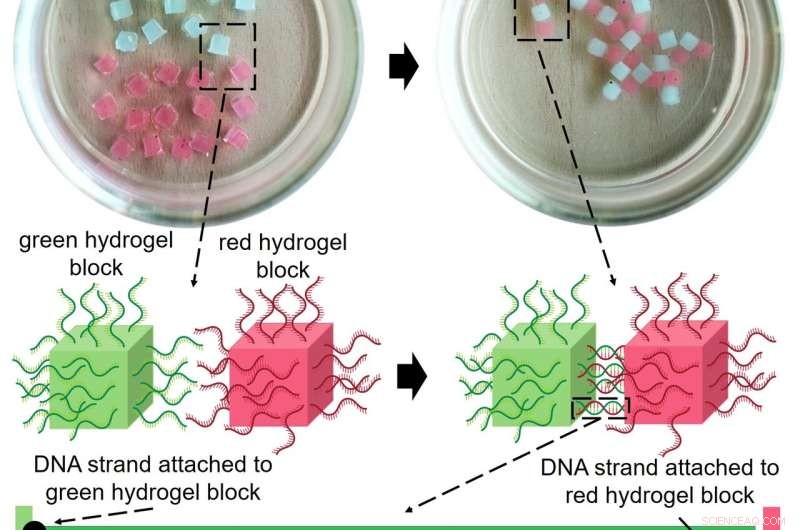 DNA-Guided Assembly of Organized Gel Structures - OIST Research