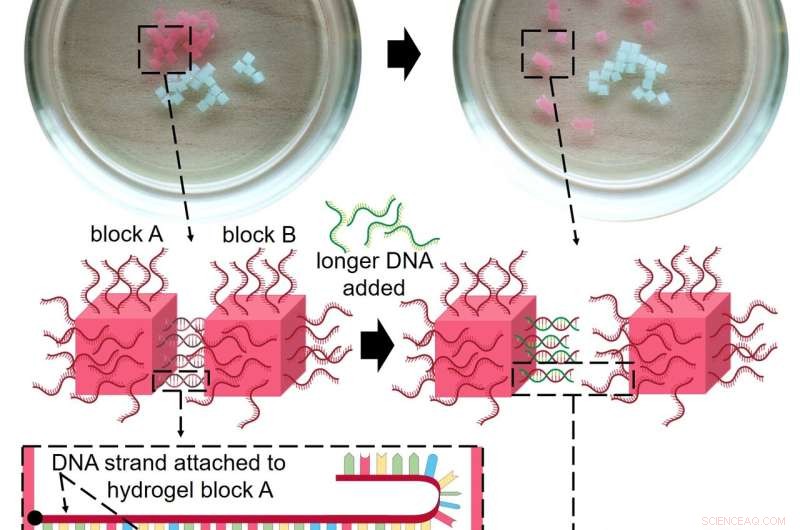 DNA-Guided Assembly of Organized Gel Structures - OIST Research