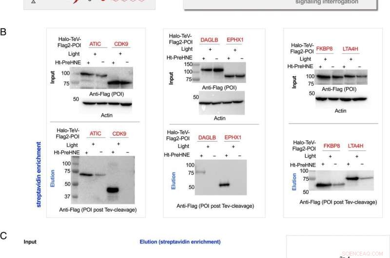 Localis-rex: Novel Tool for Electrophile Signaling Research
